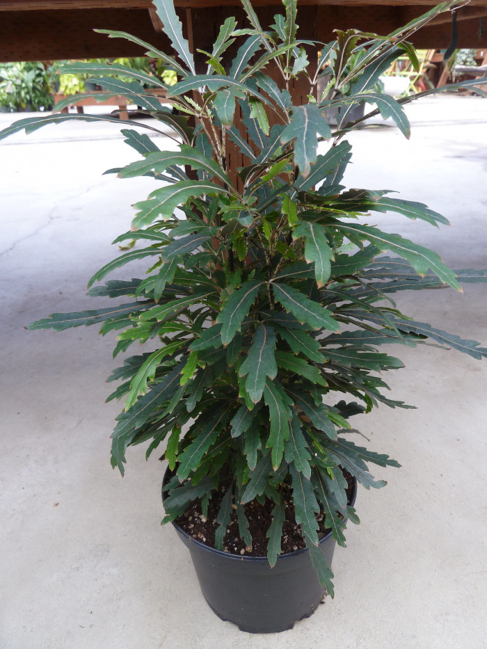 아랄리아 - False Aralia, Plerandra elegantissima