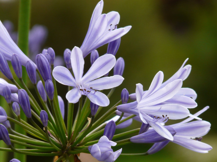 아가판서스 - African lily, Agapanthus africanus (L.) Hoffmanns