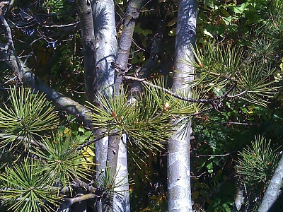 백송 사진 - Pinus bungeana Zucc. ex Endl. Photos