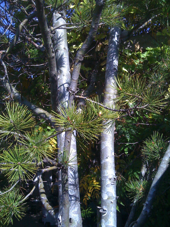 백송 - ㅌ, Pinus bungeana Zucc. ex Endl.