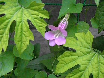 덩굴금어초 사진 - Asarina procumbens Mill. Photos