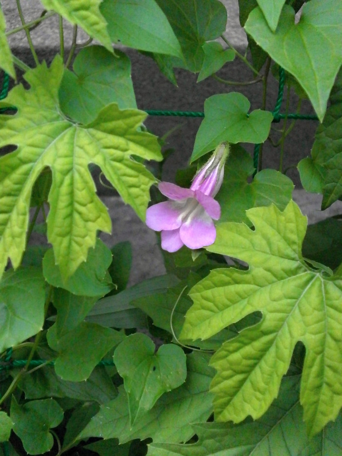 덩굴금어초 - Asarina procumbens Mill.