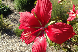 단풍잎촉규화 - Hibiscus coccineus
