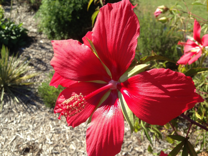 단풍잎촉규화 - Texas star, brilliant hibiscus, scarlet hibiscus, Hibiscus coccineus