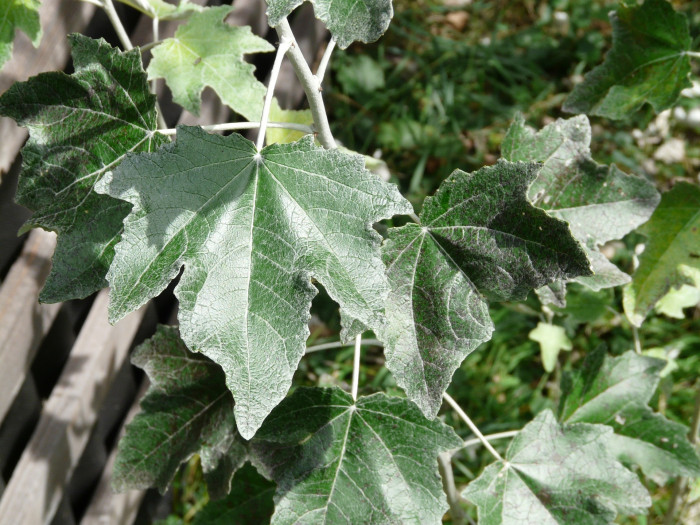 은사시나무 - Populus alba X P. glandulosa