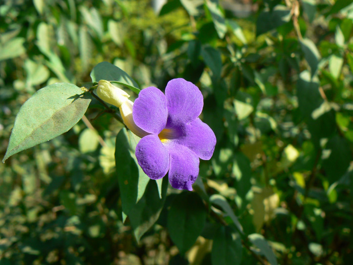 툰베르기아 - Kings mantle, Thunbergia erecta