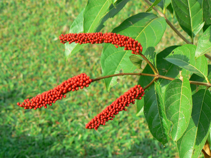 원숭이털덩굴 - Monkey Brush Vine, Combretum aubletii 