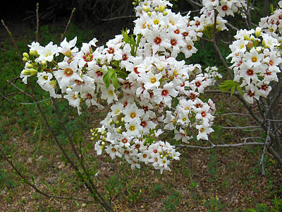 기름모과나무 사진 - Xanthoceras sorbifolia Photos