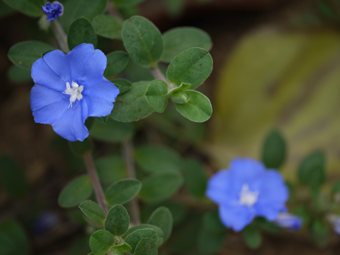 아메리칸블루 - American blue, blue daze, Evolvulus giomeratus