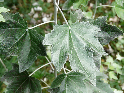 은사시나무 사진 - Populus alba X P. glandulosa Photos
