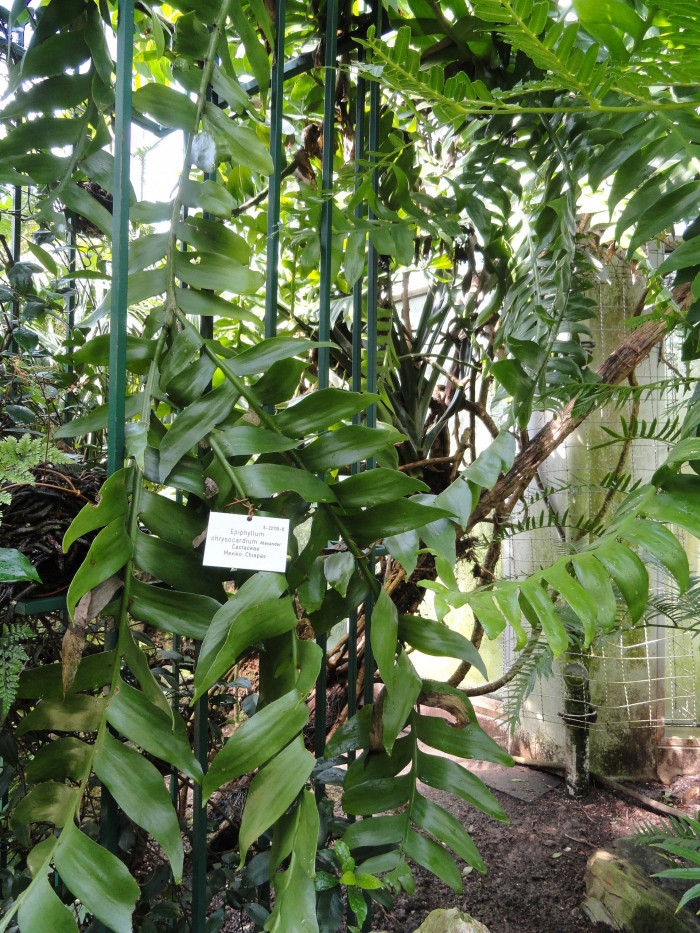 크리소카디움 - Fernleaf Cactus, Fern Leaf Orchid Cactus, Golden Heart Epiphyllum, Selenicereus chrysocardium