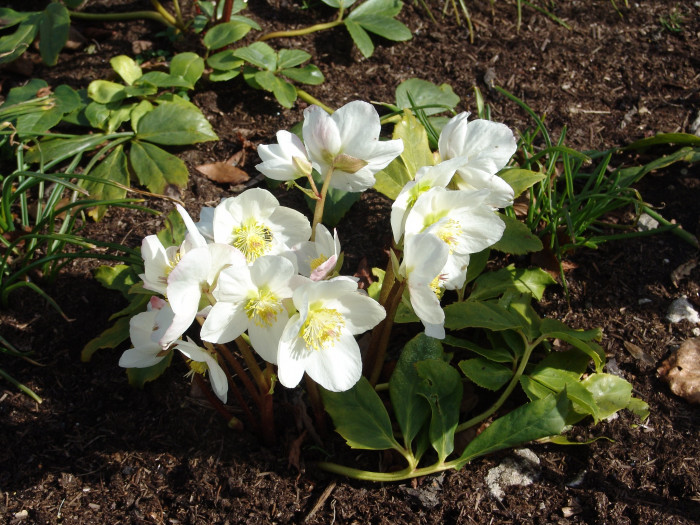크리스마스로즈 - Christmas rose, Black hellebore, Helleborus niger L.