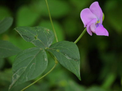 돌동부 사진 - Vigna vexillata var. tsusimensis Matsum. Photos