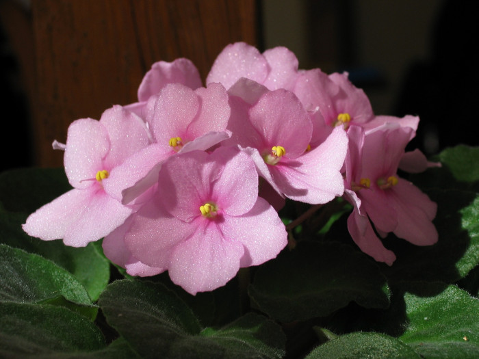 바이올렛 - African violets, Saintpaulia
