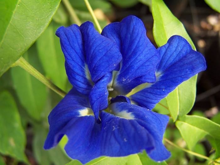 나비완두 - Butterfly pea, Clitoria tematea