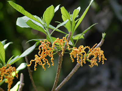 대팻밥꽃 사진 - Strophanthus Boivinii Photos