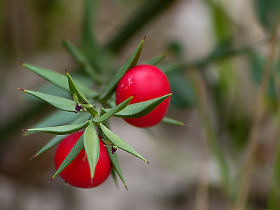 루스쿠스 아쿨레아투스 사진 - Ruscus aculeatus L. Photos