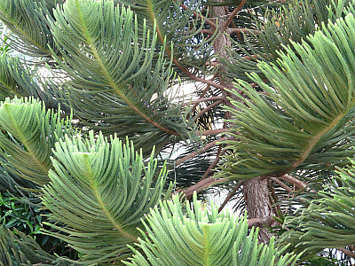 아라우카리아 사진 - Araucaria heterophylla (Salisb.) Franco Photos