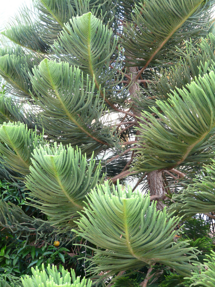 아라우카리아 - Norfolk Island Pine, Araucaria heterophylla (Salisb.) Franco