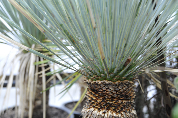 유카 로스트라타 - Beaked yucca, Yucca rostrata