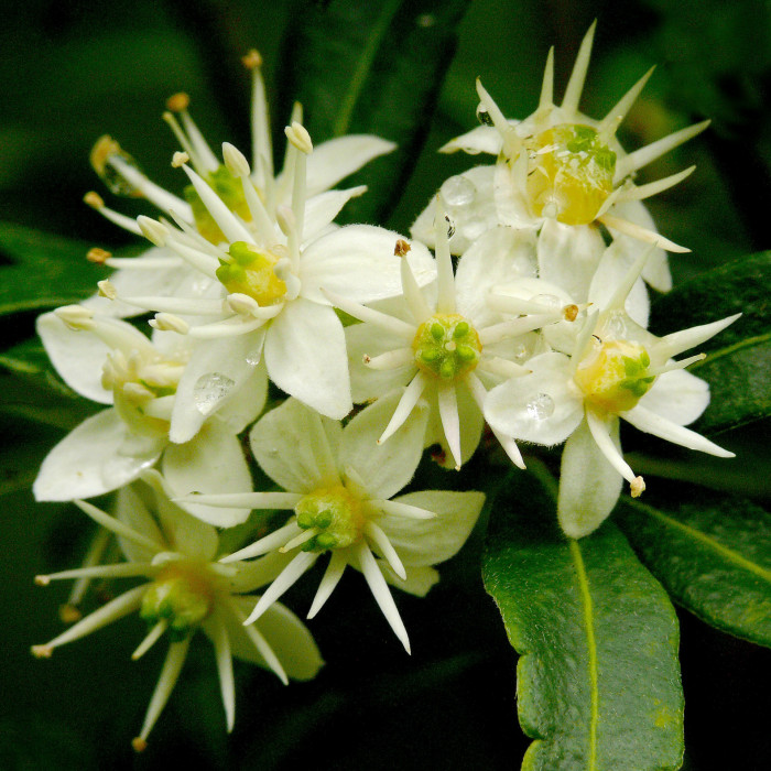 아크라데니아 프랭클리니아 - whitey wood, whit wood, Acradenia frankliniae