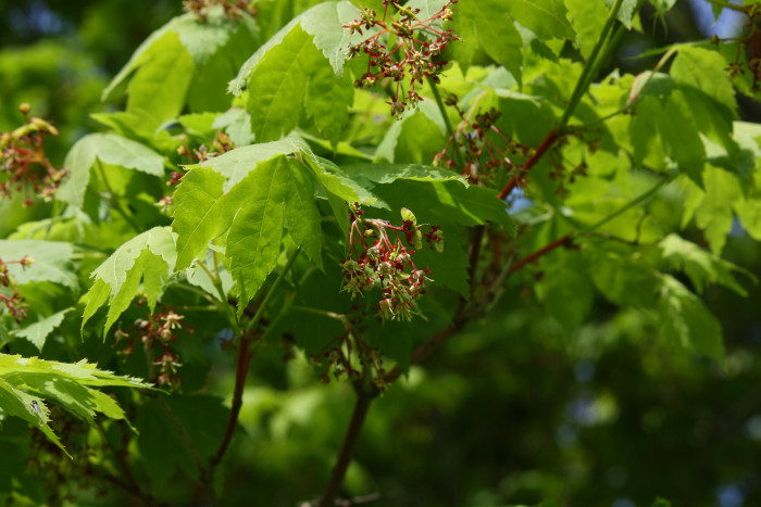 당단풍나무 - Acer pseudosieboldianum (Pax) Kom.