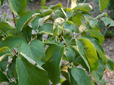 마법산딸나무 사진 - Cornus florida urbiniana Photos