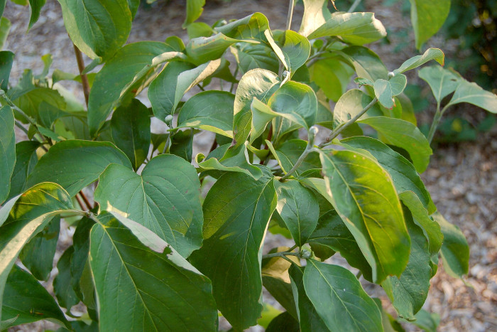 마법산딸나무 - Magic dogwood, Cornus florida urbiniana