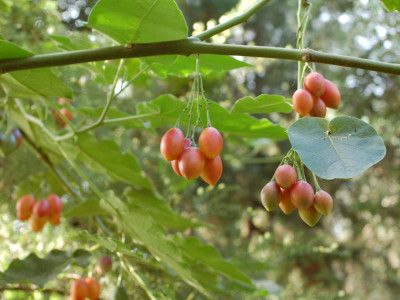 토마토나무 사진 - Cyphomandra betacea Photos