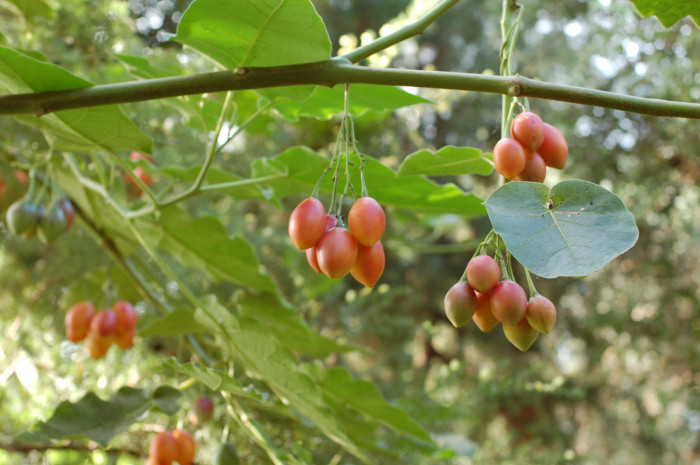 토마토나무 - Cyphomandra betacea