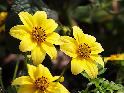 비덴스 사진 - Bidens ferulifolia Photos