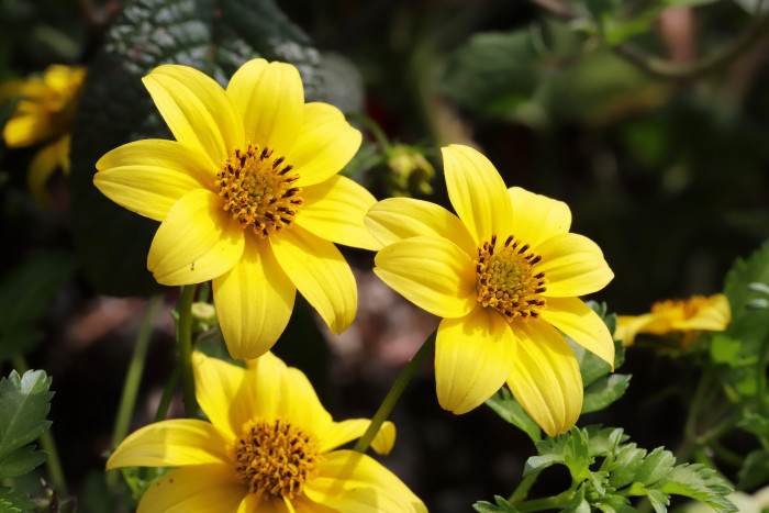 비덴스 - Fern leaved, Beggar ticks, Bidens ferulifolia