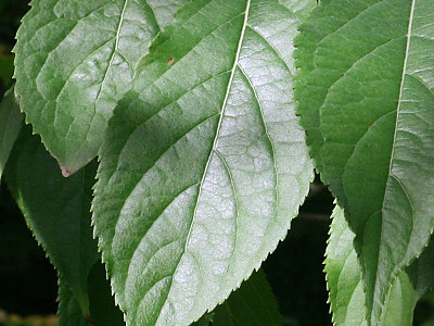두충 사진 - Eucommia ulmoides Oliv. Photos