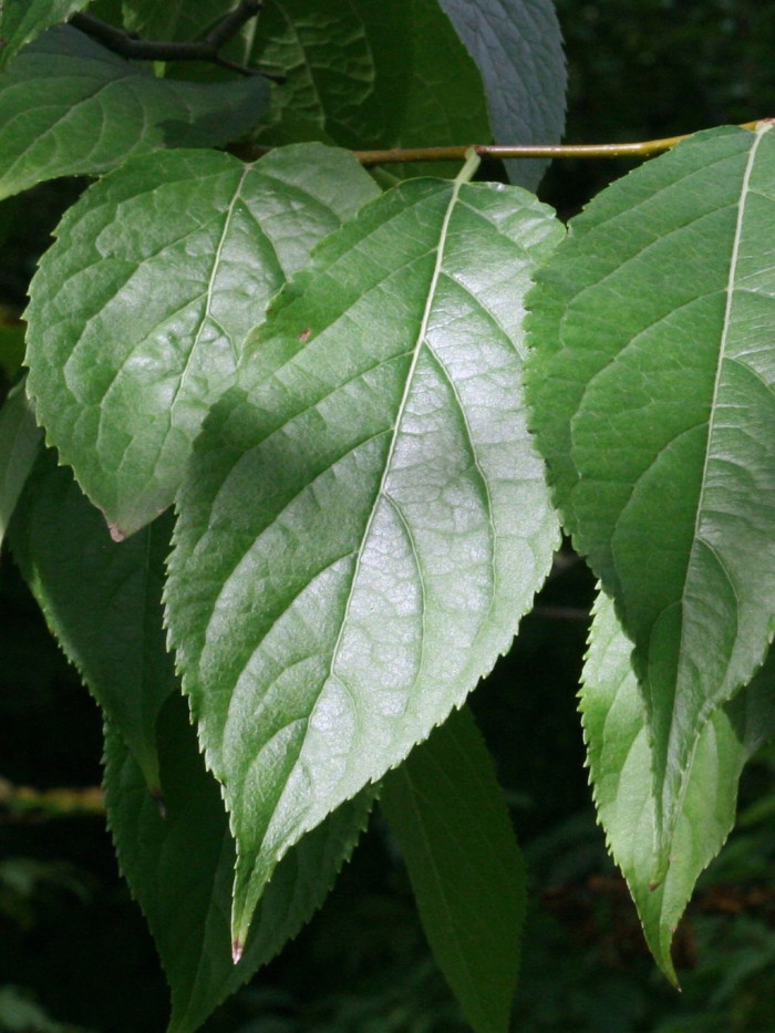 두충 - Eucommia ulmoides Oliv.