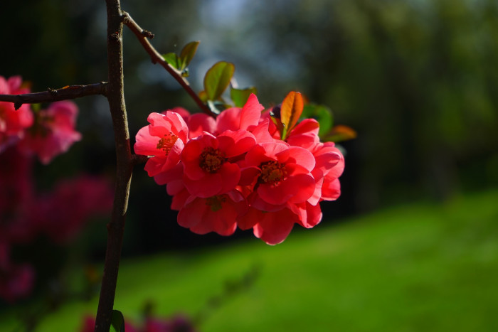 장수매 - Chaenomeles lagenaria cv.