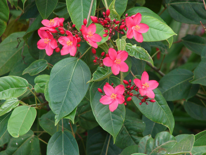 마타피아 - peregrina, Jatropha integerrima