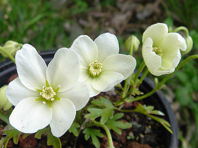 상록으아리 사진 - Clematis cartmanii Photos