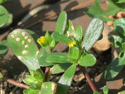 쇠비름 사진 - Portulaca oleracea L. Photos