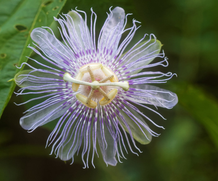 시계초 - passion flower, Passiflora caerulea