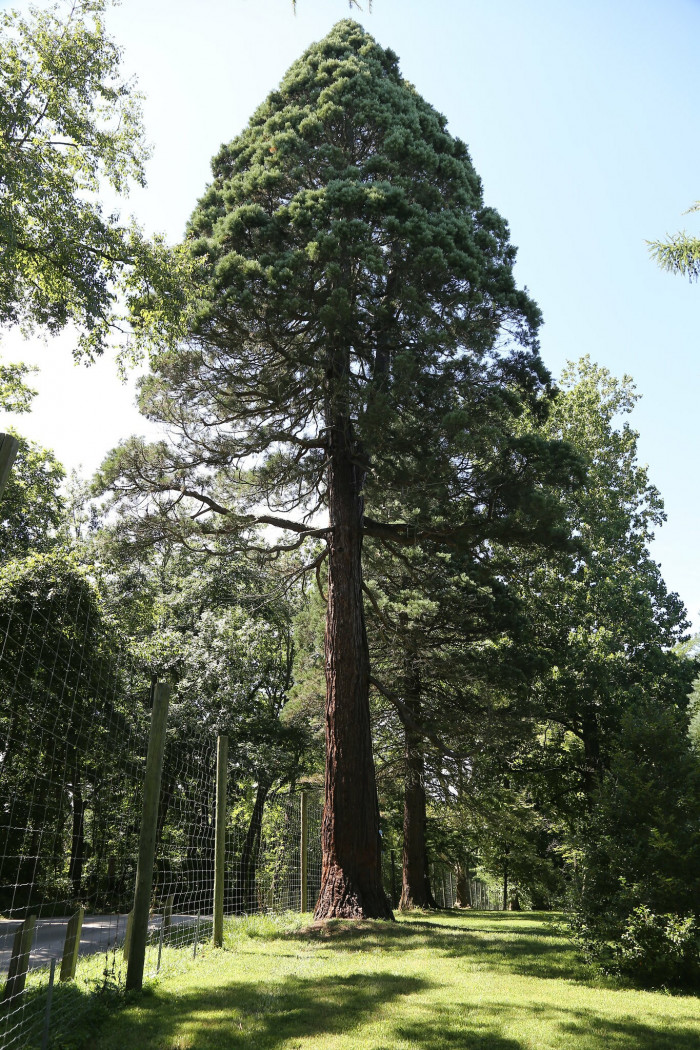 자이언트 세콰이어 - Giant Sequoia, Sequoiadendron giganteum