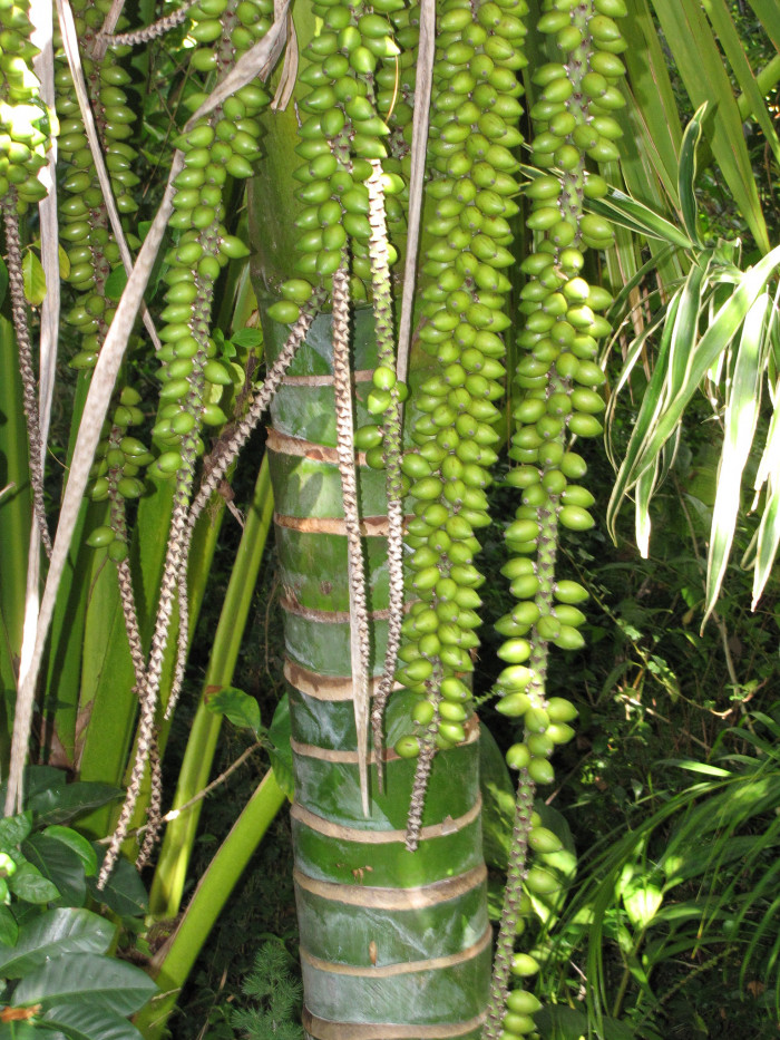 켄차야자 - Kentia palm, Howea Forsterana