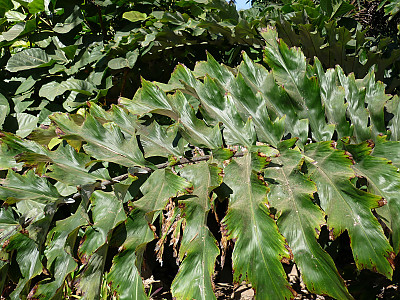 아렌가야자 사진 - Arenga undulatifolia Photos