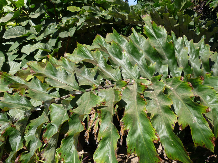 아렌가야자 - Arenga undulatifolia