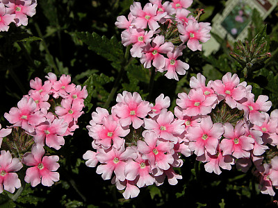 버베나 사진 - Verbena hybrida Photos