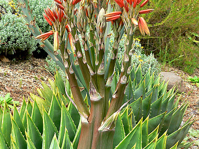 알로에 폴리필라 사진 - Aloe polyphylla Photos