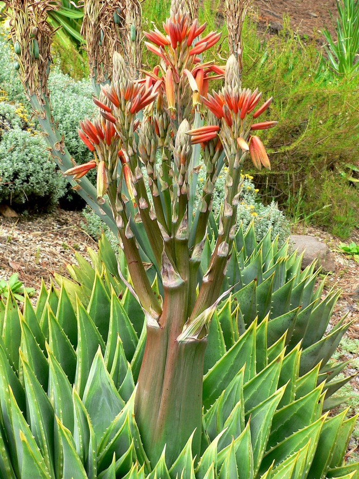 알로에 폴리필라 - Spiral Aloe, Aloe polyphylla
