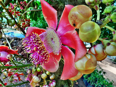 캐논볼 트리 사진 - Couroupita guianensis Photos