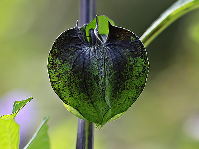 페루꽈리 사진 - Nicandra physalodes (L.) Gaertn. Photos