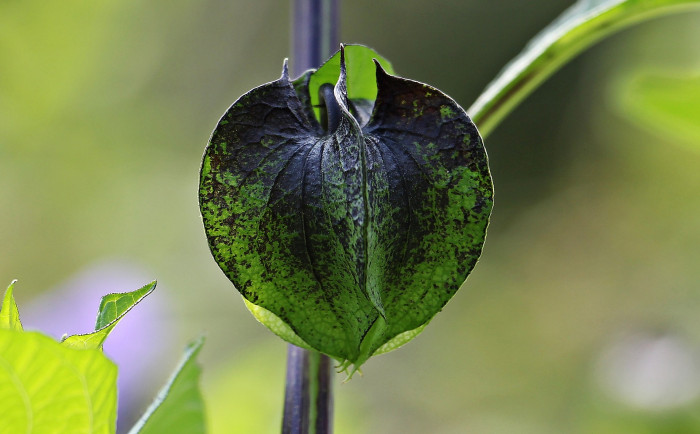 페루꽈리 - Nicandra physalodes (L.) Gaertn.