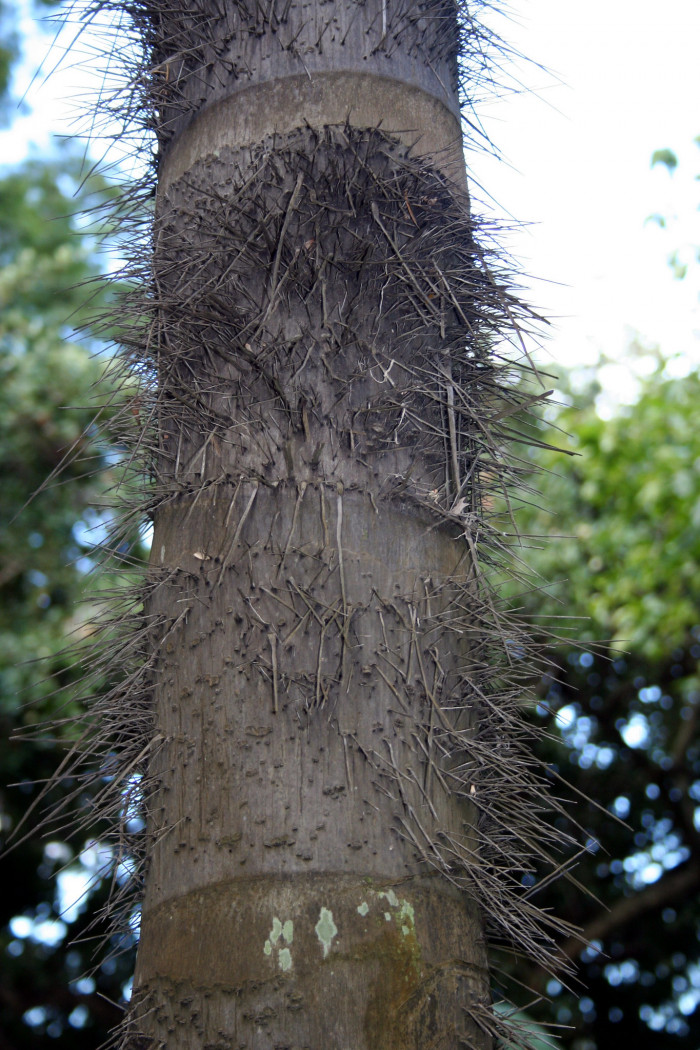 모코라 야자 - Mocora Palm, Astrocaryum standleyanum